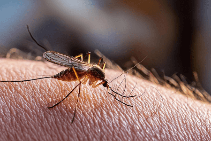 Jak se bránit proti náletům komárů a klíšťat pomocí vůní