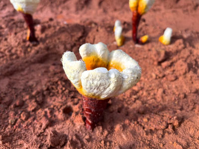 Reishi, BIO - Toidulisand - 9