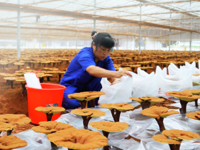 Reishi Premium, Organic (≥ 30% Beta-Glucans) - Food supplement. Dual extract of organic reishi fruiting bodies. - 14