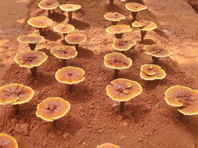 Reishi Premium, Organic (≥ 30% Beta-Glucans) - Food supplement. Dual extract of organic reishi fruiting bodies. - 13