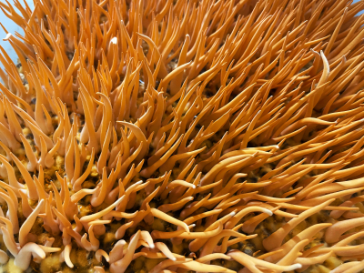 Cordyceps, BIO - Prehransko dopolnilo - 9