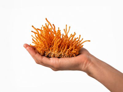 Cordyceps Premium, BIO (≥30% betaglukanů) - Doplněk stravy. Duální extrakt z mycelia housenice čínské v BIO kvalitě. - 3