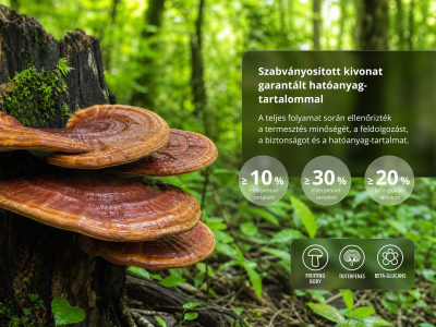Triterpén Reishi Premium (≥ 10% triterpenoidok) - Étrend-kiegészítő, kettős kivonat a termőtestekből - 4