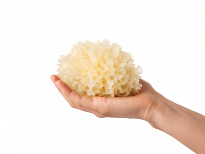 Tremella Premium, Organic (≥ 35% Beta-Glucans) - Food supplement. Organic dual extract from tremella fruiting bodies. - 3