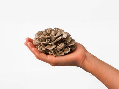 Maitake Premium, BIO (≥ 35 % betaglukanů) - Doplněk stravy, duální extrakt z plodnic maitake v BIO kvalitě. - 3