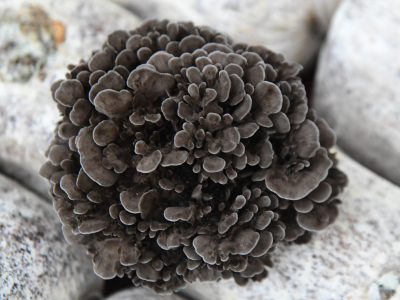 Maitake Premium, BIO (≥ 35 % betaglukanů) - Doplněk stravy, duální extrakt z plodnic maitake v BIO kvalitě. - 9