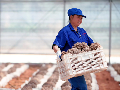 Maitake Premium, BIO (≥ 35 % betaglukanů) - Doplněk stravy, duální extrakt z plodnic maitake v BIO kvalitě. - 8