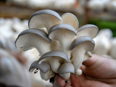 Oyster Premium, BIO (≥ 35 % betaglukánov) - Výživový doplnok. Duálny extrakt z plodníc oyster v BIO kvalite - 9