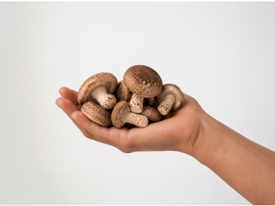 Shiitake, BIO - Nahrungsergänzungsmittel - 3