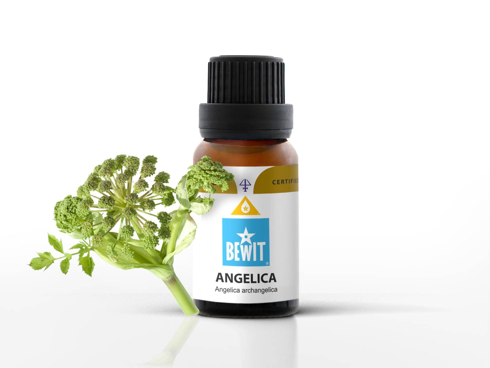 Angelica, root - 100% pure essential oil - 1
