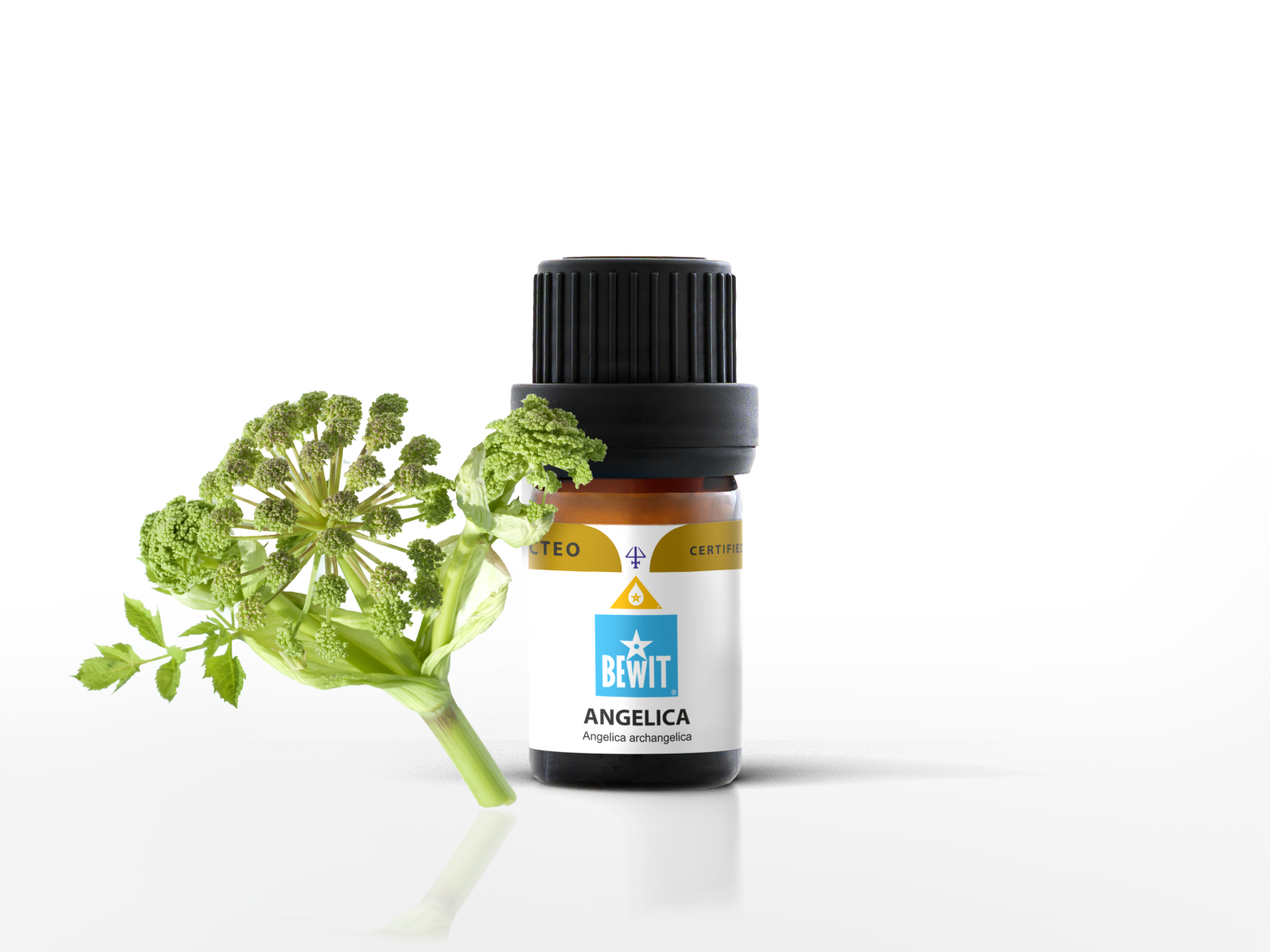 Angelica, root - 100% pure essential oil - 2