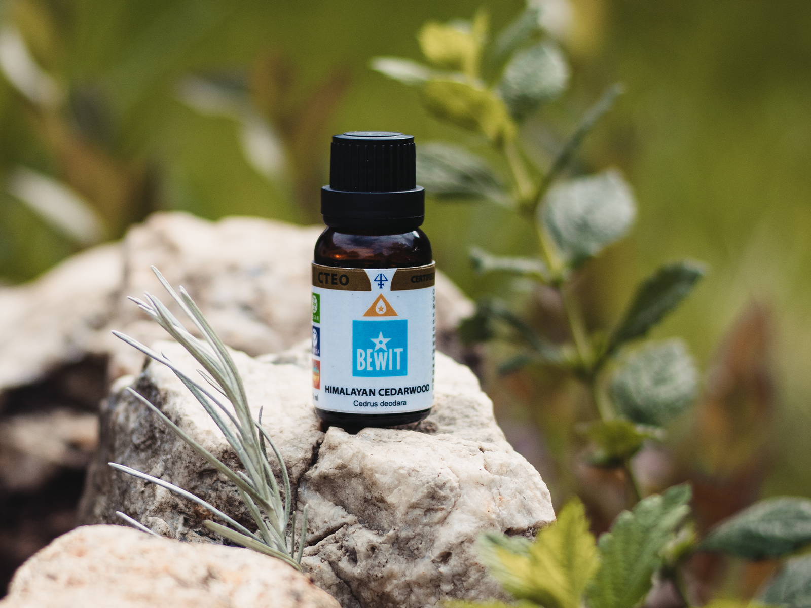 BEWIT Himalayan cedar - This is 100% pure essential oil - 8