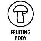 Fruiting body