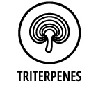 Triterpenes_BIO PREMIUM